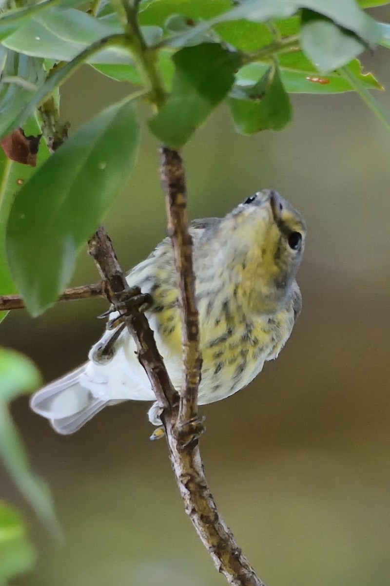 Cape May Warbler - ML396087841