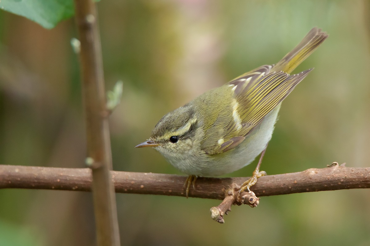 Hume's Warbler - ML396088011