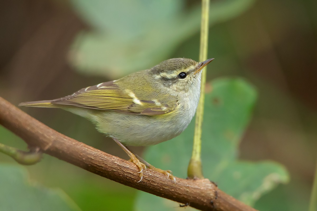 Hume's Warbler - ML396088031