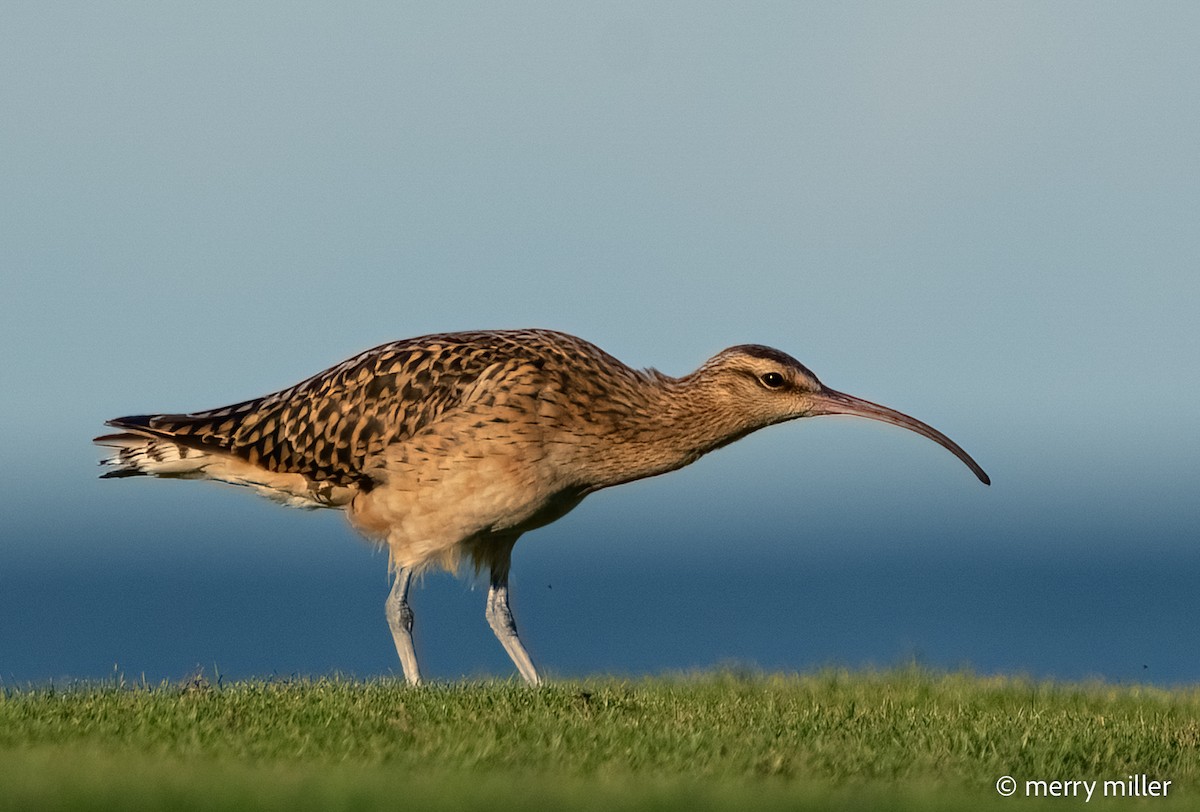 Bristle-thighed Curlew - ML396095921