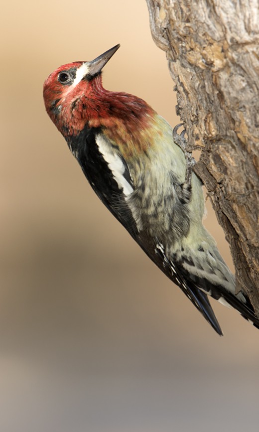 Red-breasted Sapsucker - Dave Furseth