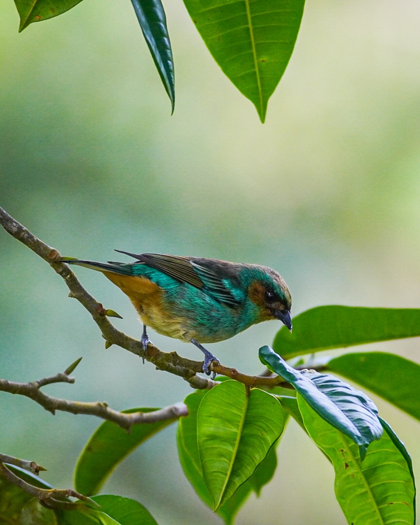 Rufous-cheeked Tanager - ML396100671