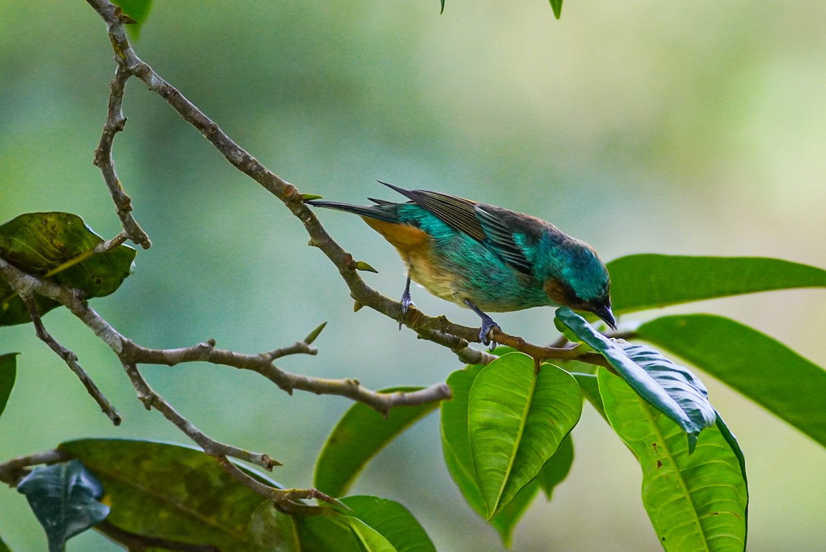 Rufous-cheeked Tanager - ML396100711
