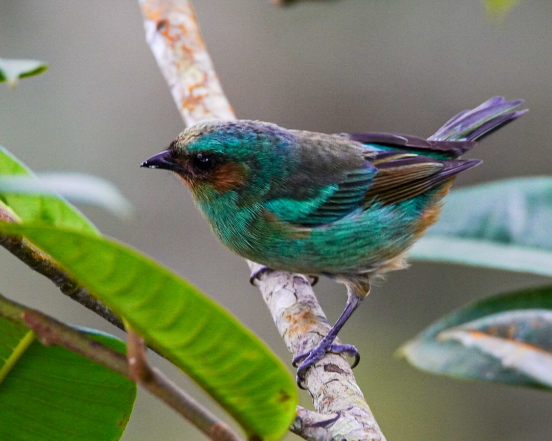 Rufous-cheeked Tanager - ML396100721