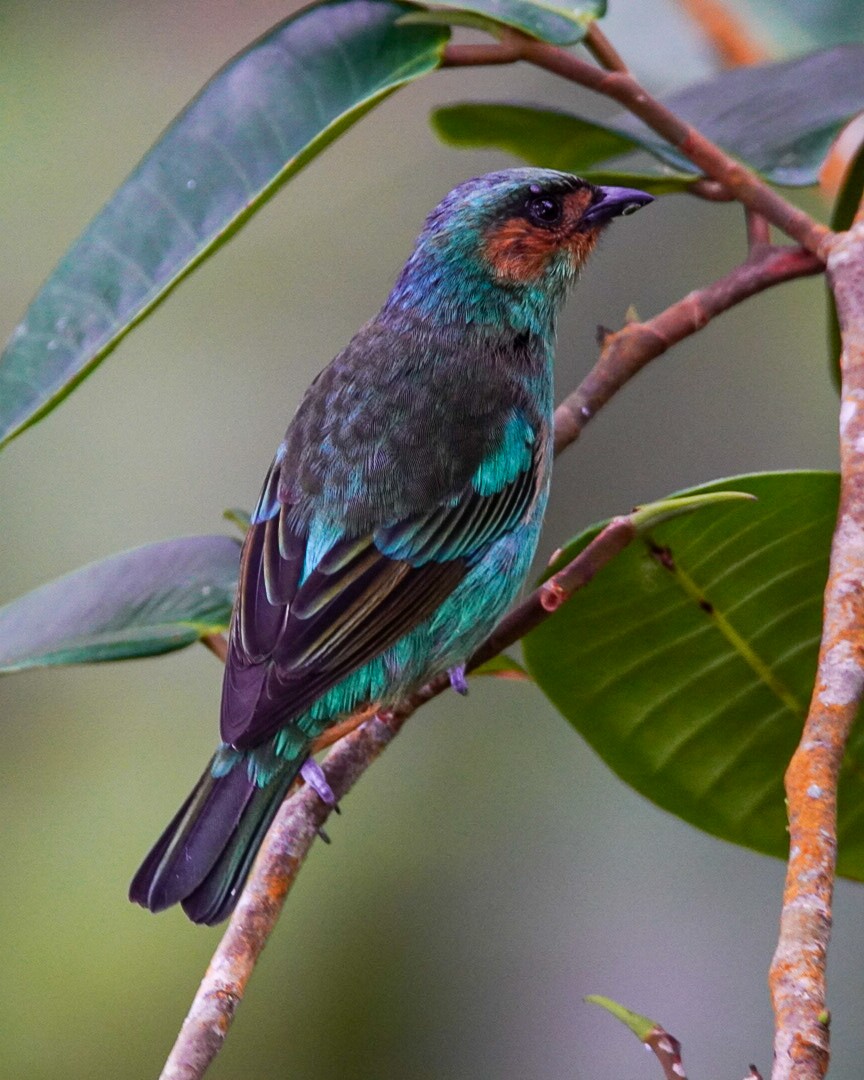 Rufous-cheeked Tanager - ML396100751