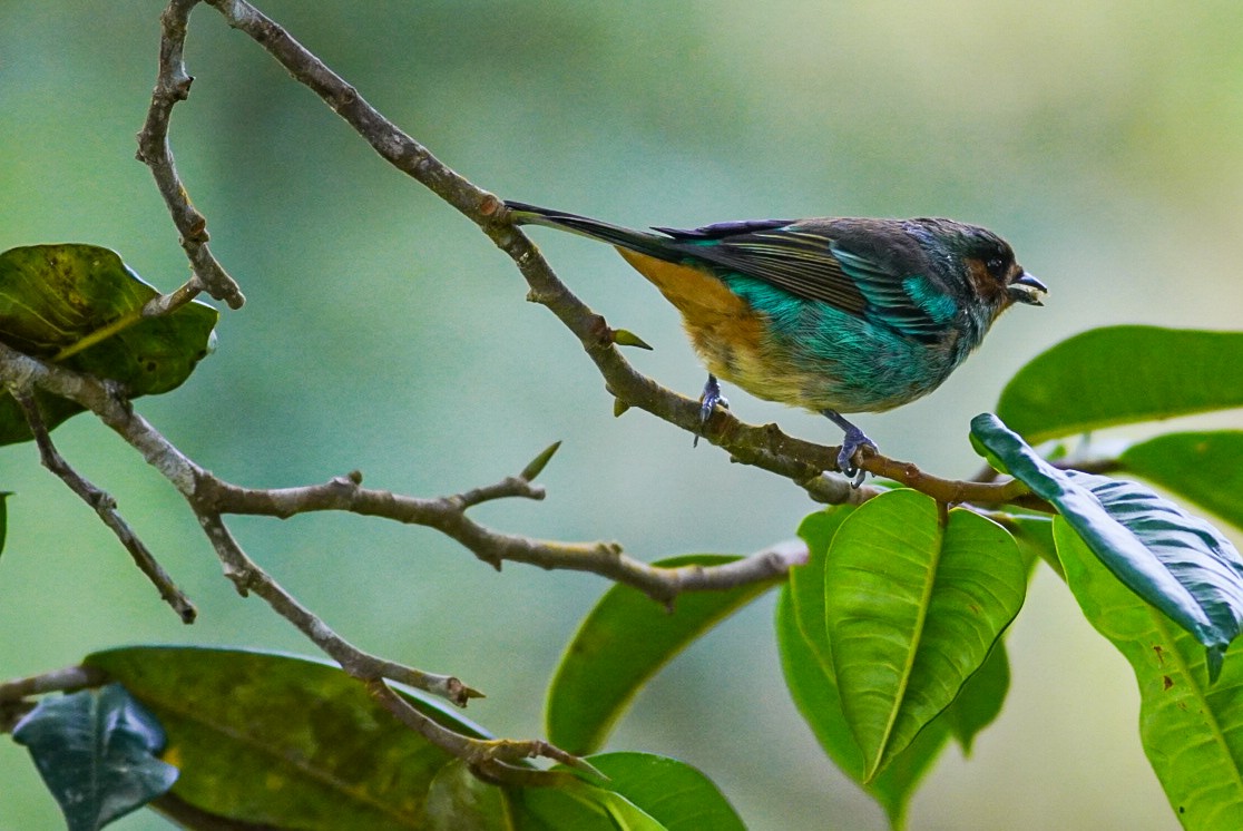 Rufous-cheeked Tanager - ML396100821