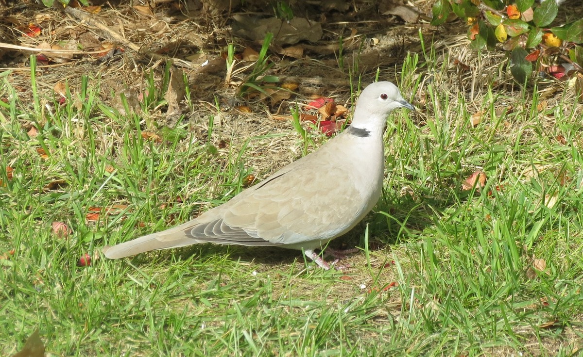 Eurasian Collared-Dove - ML39610641