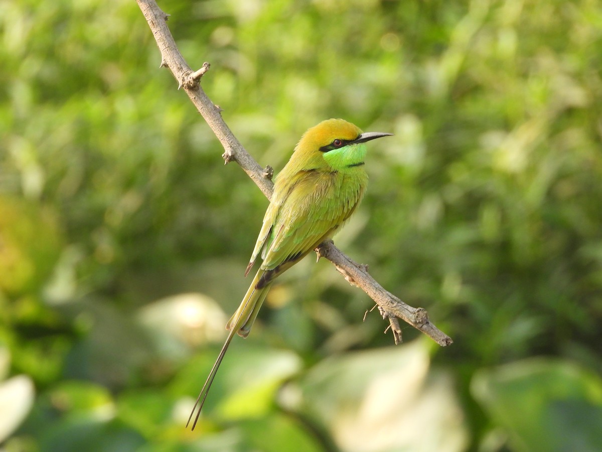 Asian Green Bee-eater - ML396106791