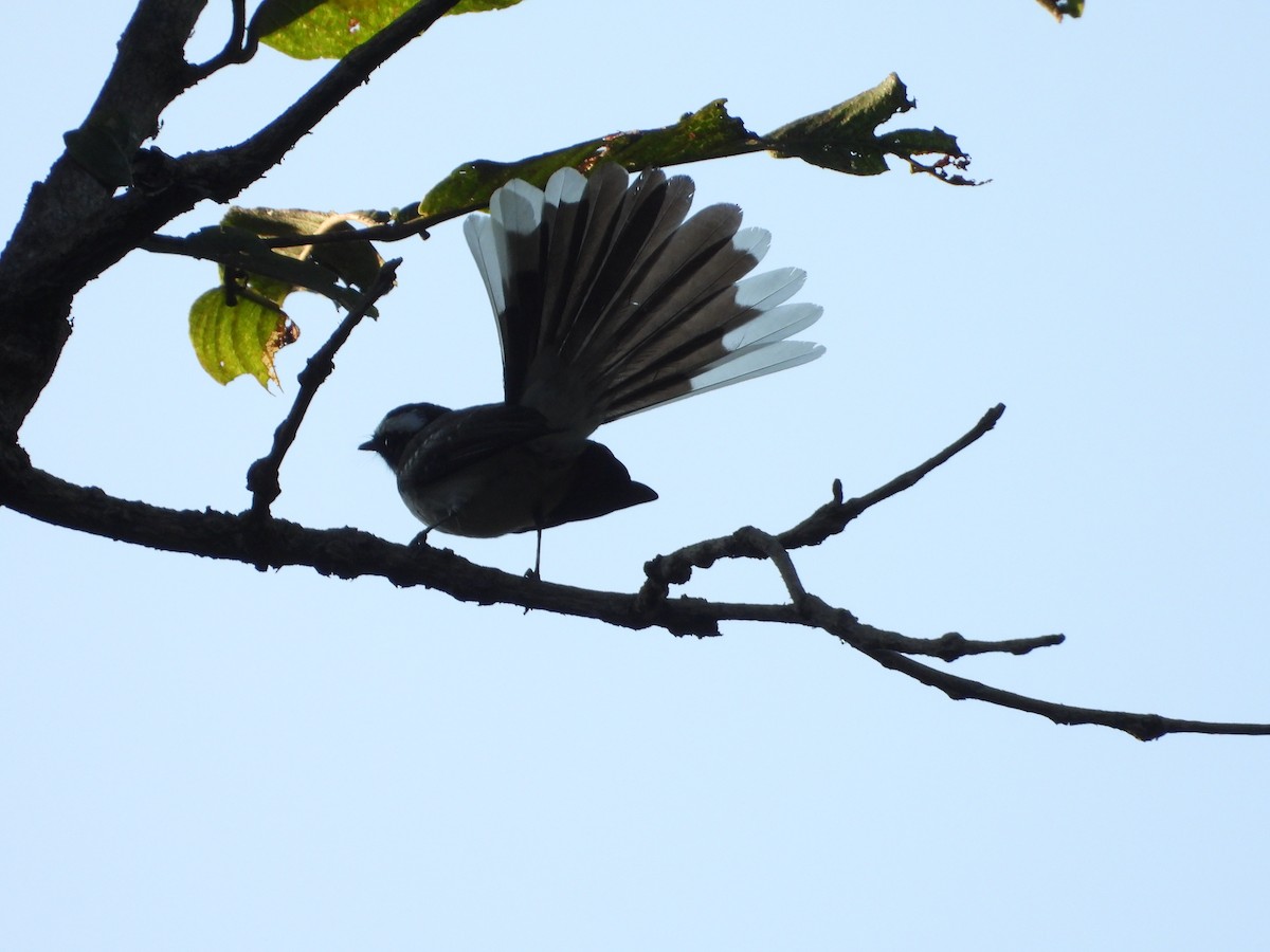 White-browed Fantail - ML396106991