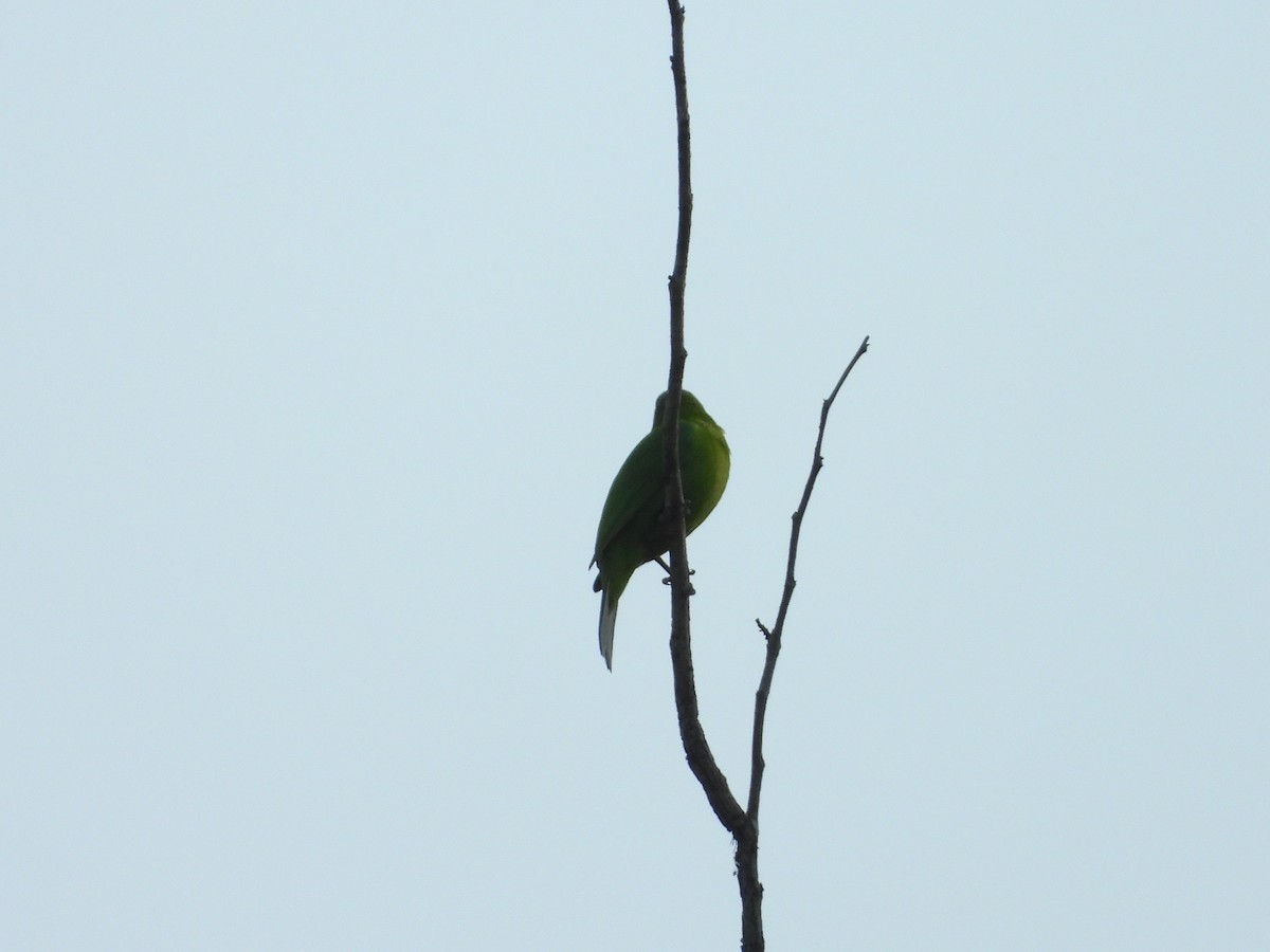 Jerdon's Leafbird - Soumitra shesh  Arya