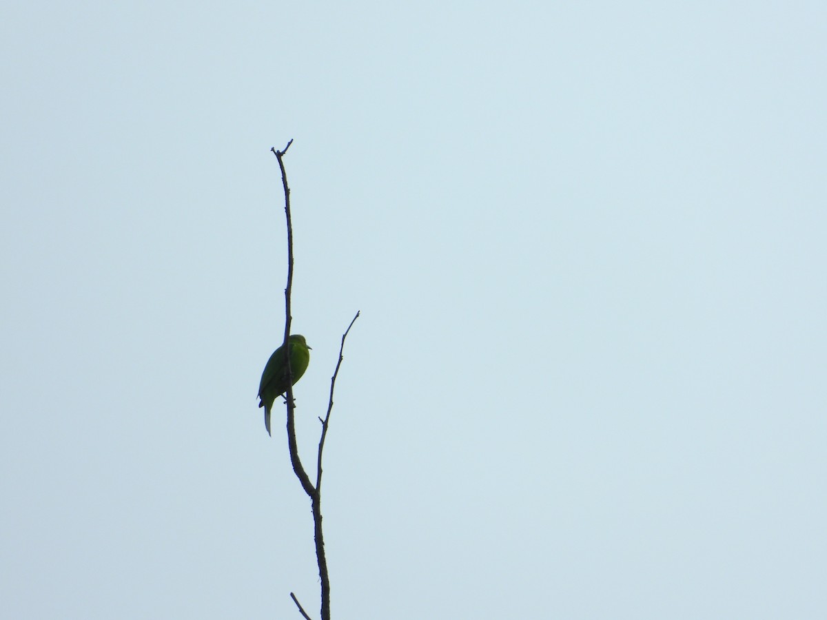 Jerdon's Leafbird - Soumitra shesh  Arya
