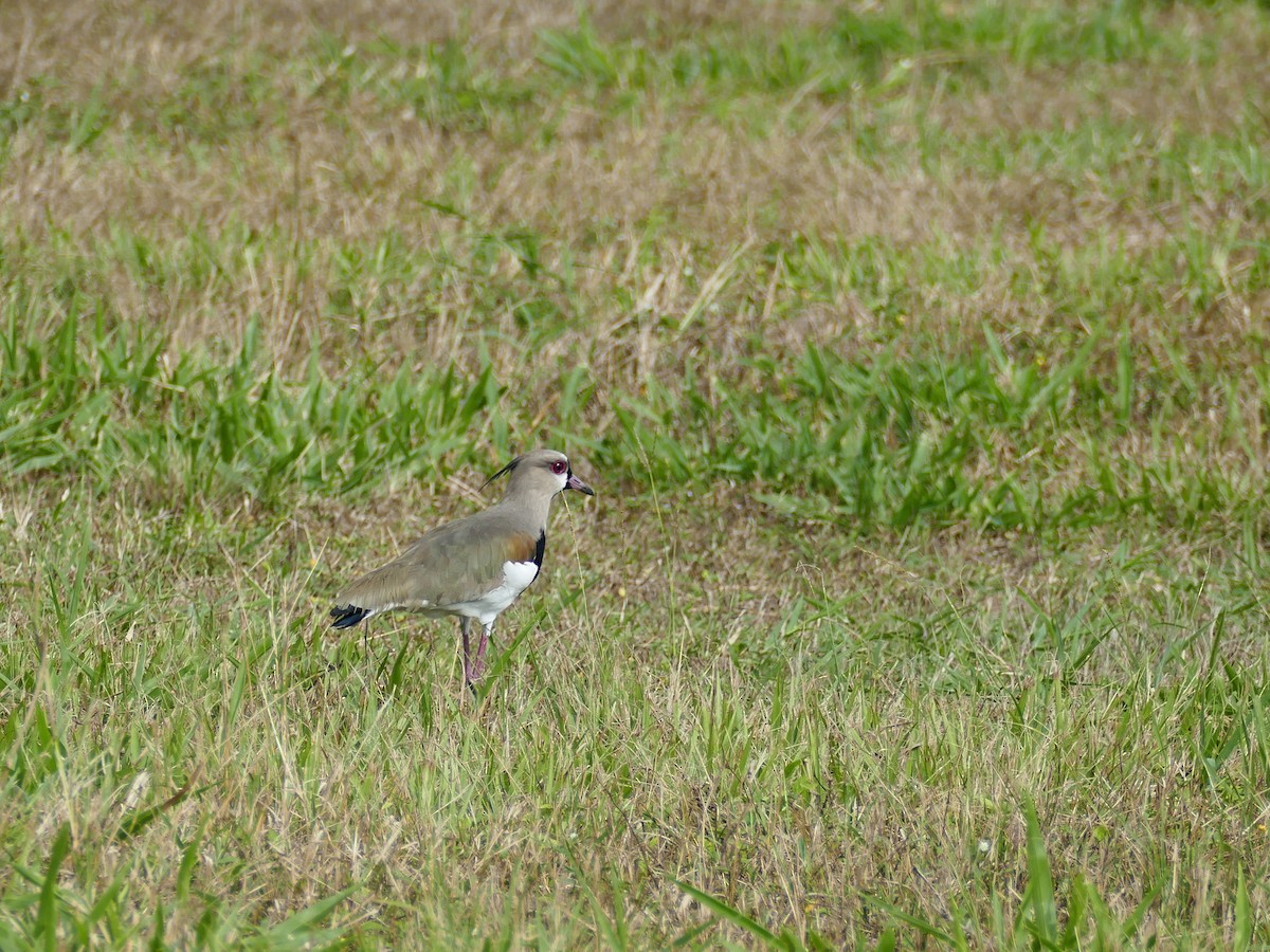 Southern Lapwing - Gilberto Flores-Walter (Feathers Birding)