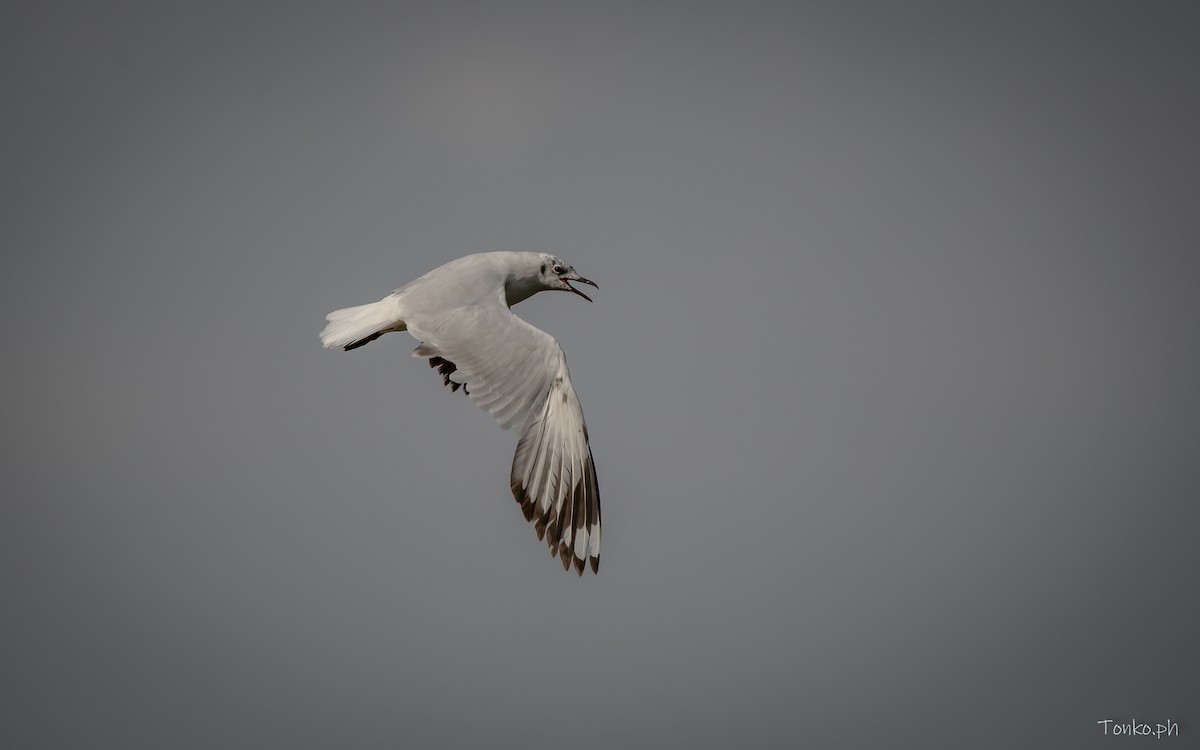 Andean Gull - Carlos Maure