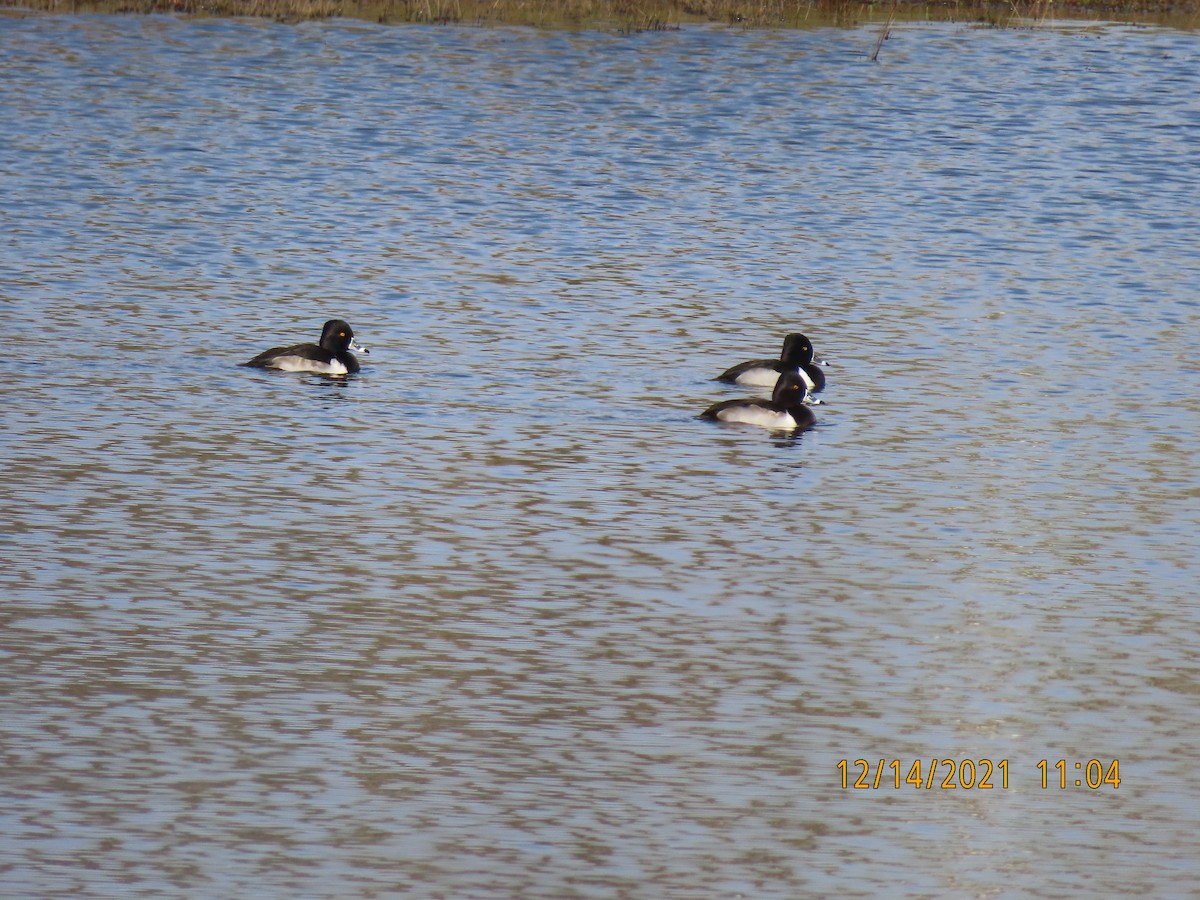 Ring-necked Duck - Leon Book