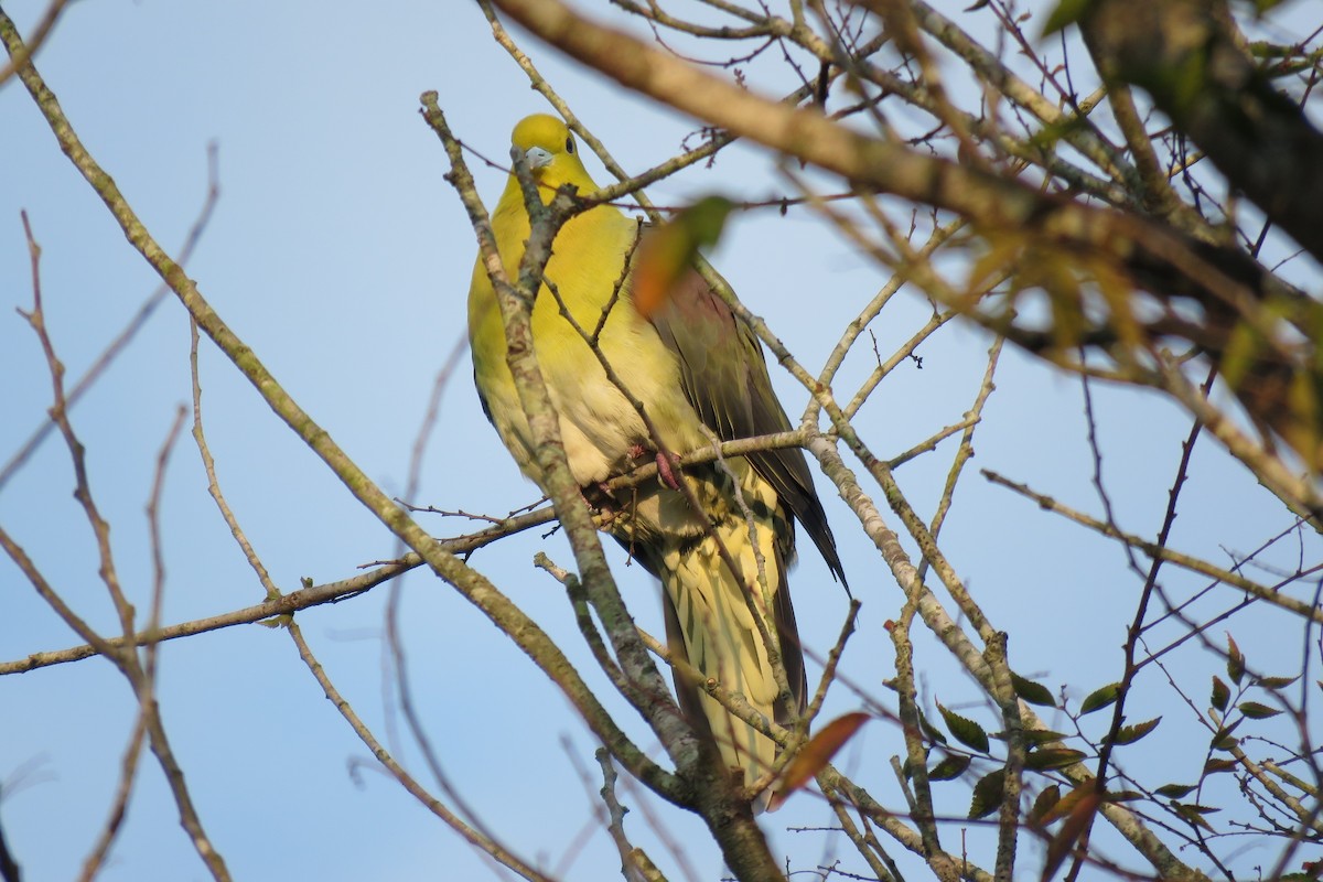 White-bellied Green-Pigeon - ML396119231