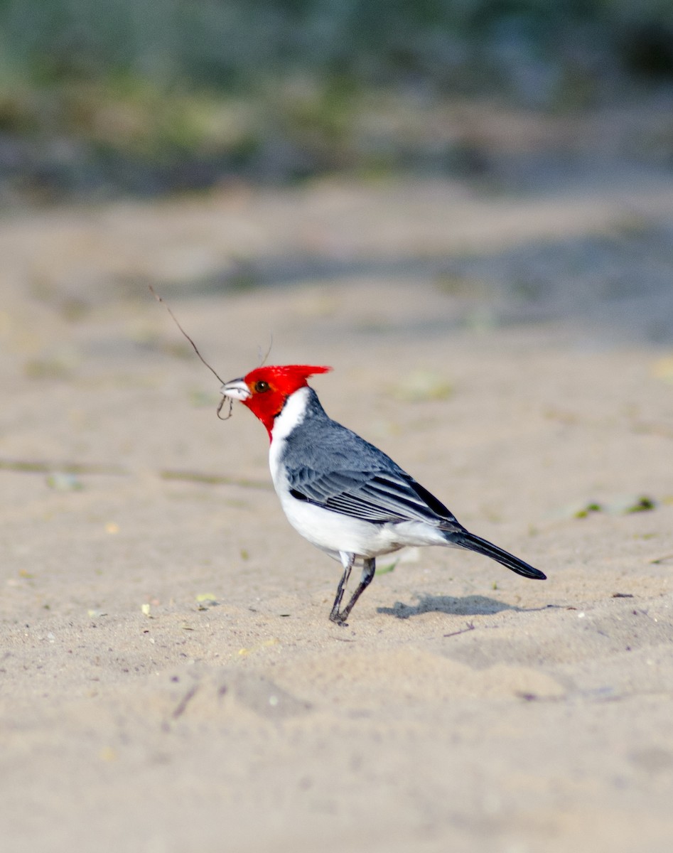 Red-crested Cardinal - ML396121041