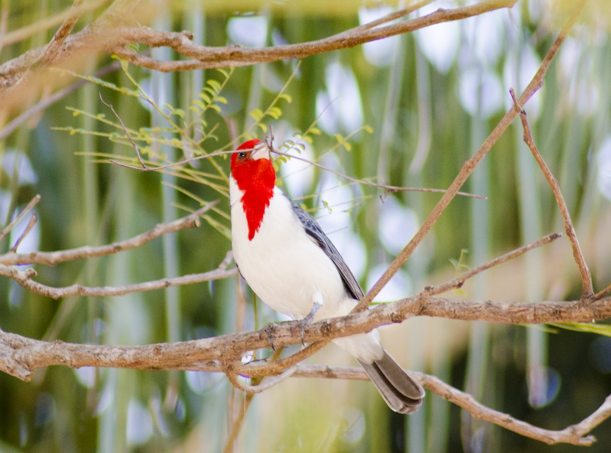 Red-crested Cardinal - ML396121081