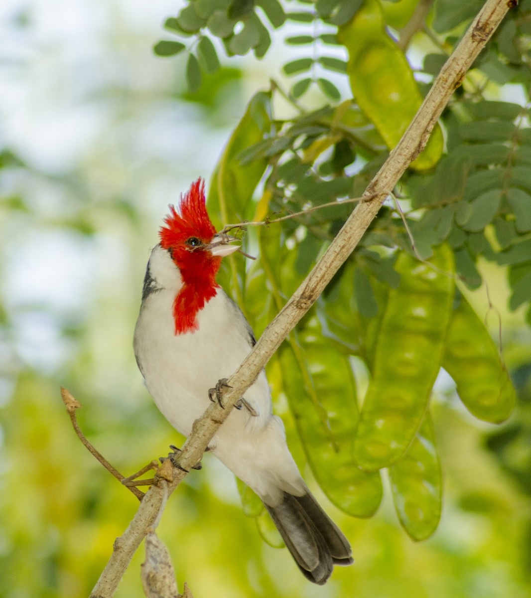 Red-crested Cardinal - Nancy Mazza