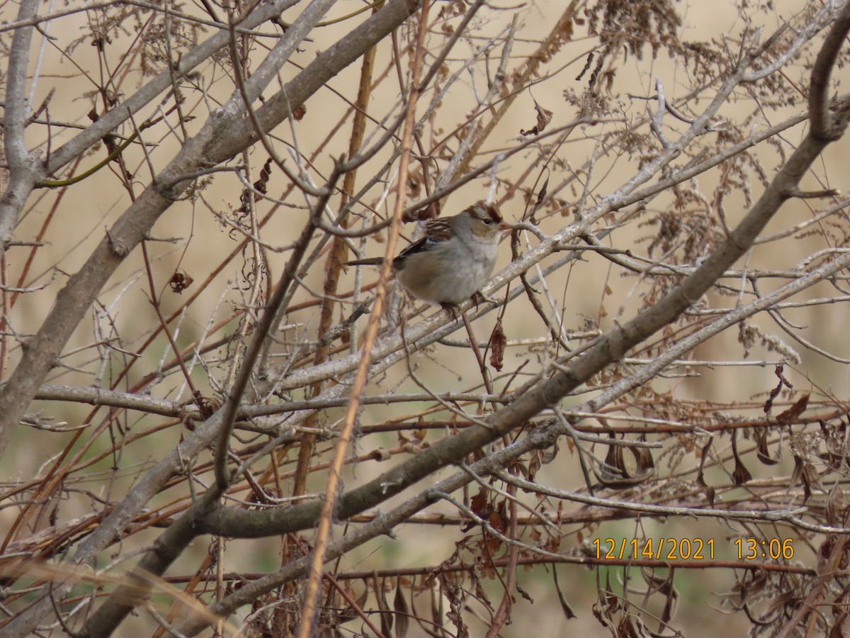 White-crowned Sparrow - ML396121471