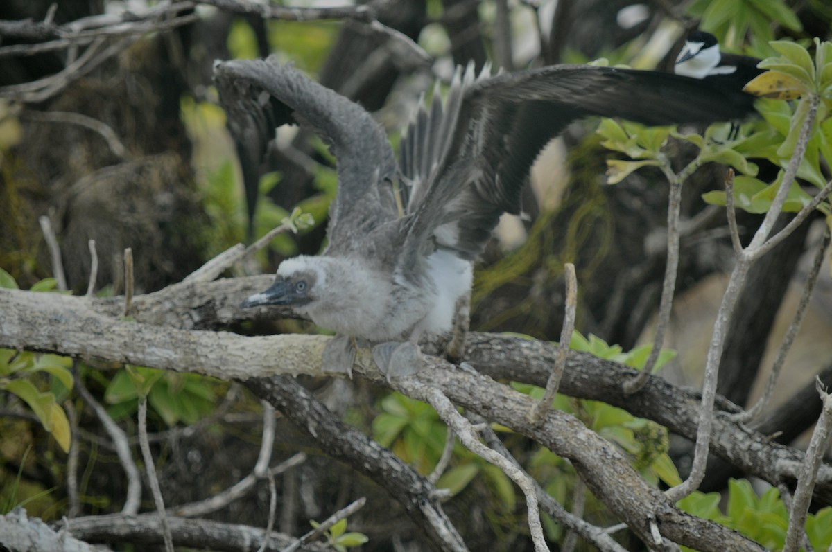Red-footed Booby - ML39612741
