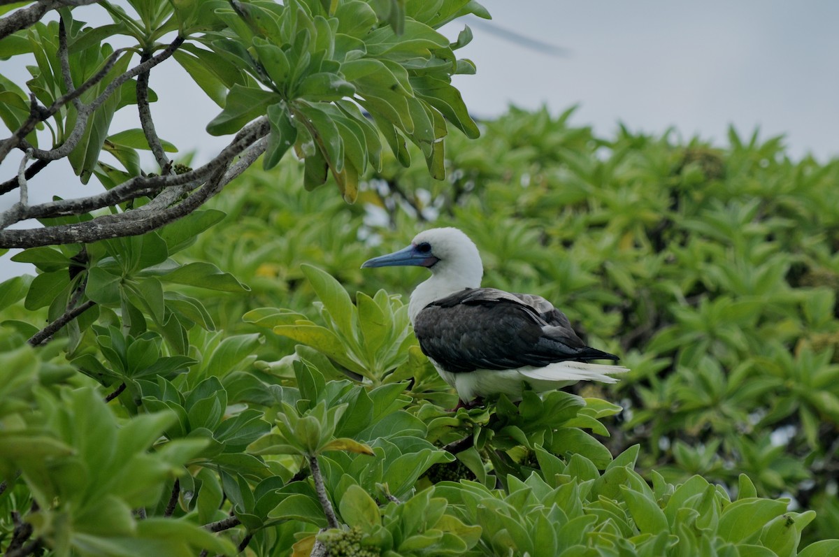 Red-footed Booby - ML39612751