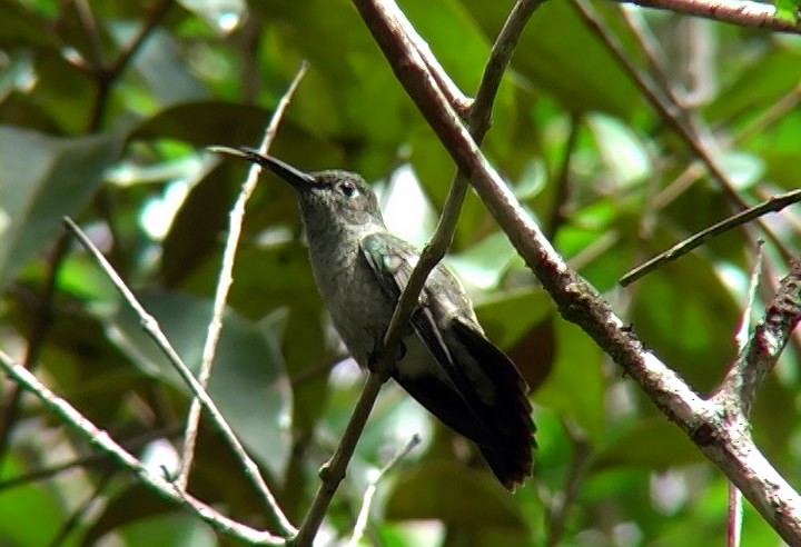 Sombre Hummingbird - Josep del Hoyo