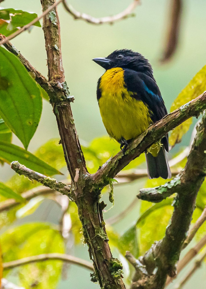 Black-and-gold Tanager - ML396130581