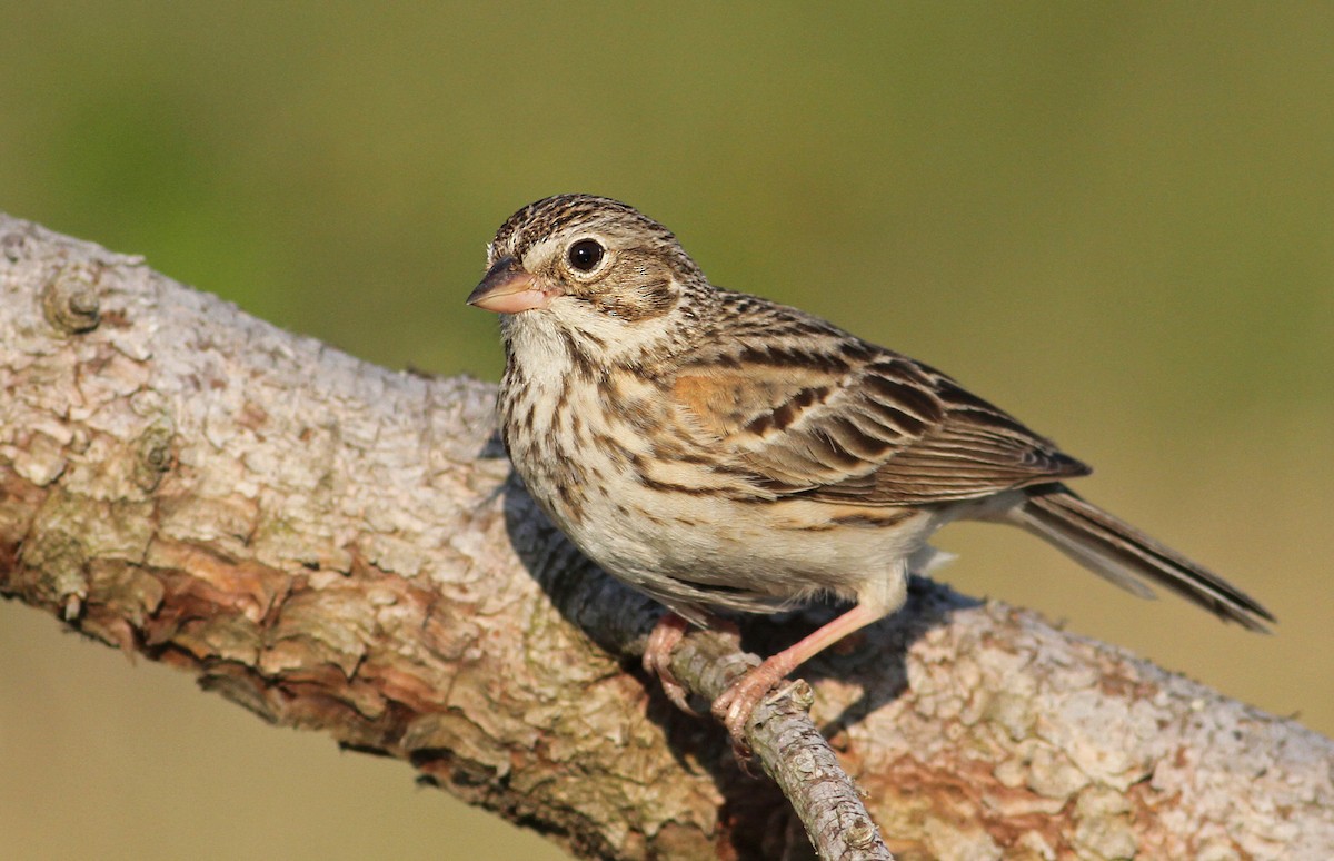 Vesper Sparrow - Luke Seitz
