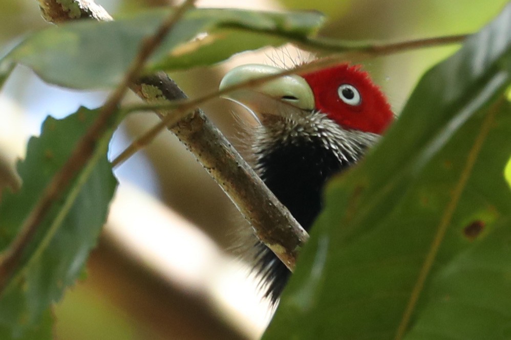 Red-faced Malkoha - ML396138681