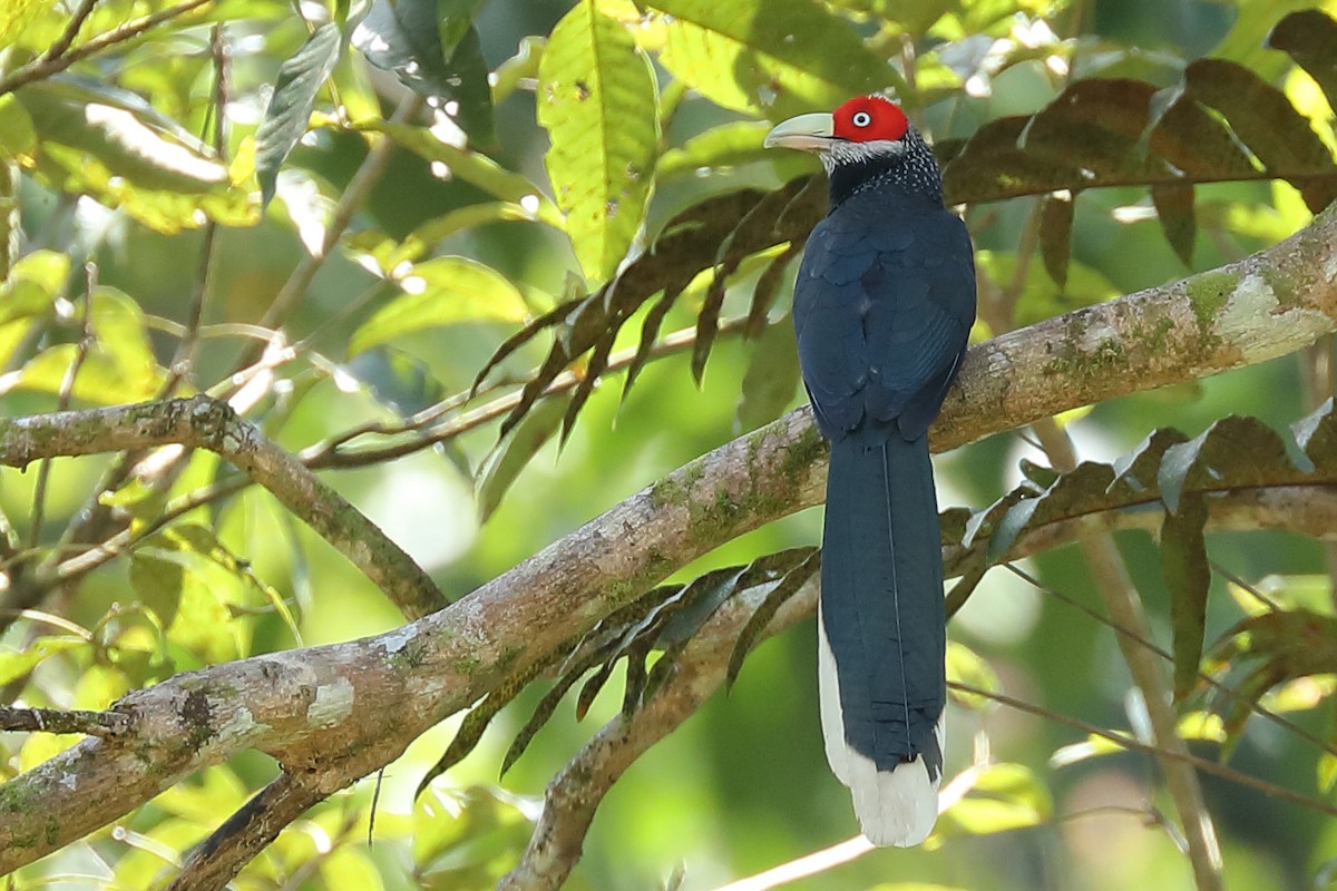 Red-faced Malkoha - ML396138691