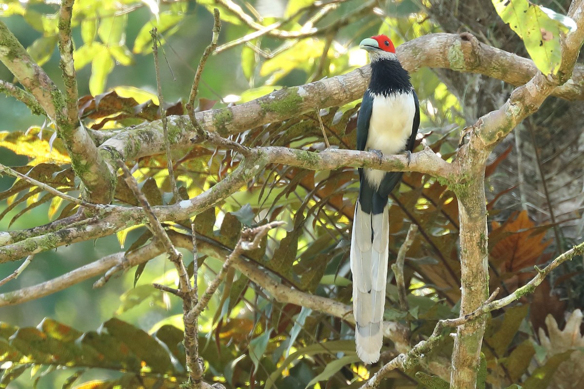 Red-faced Malkoha - ML396138711