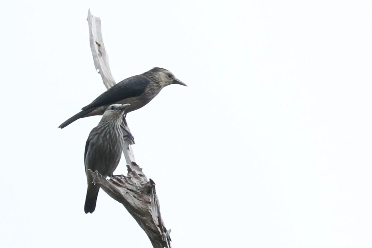 White-faced Starling - ML396139451