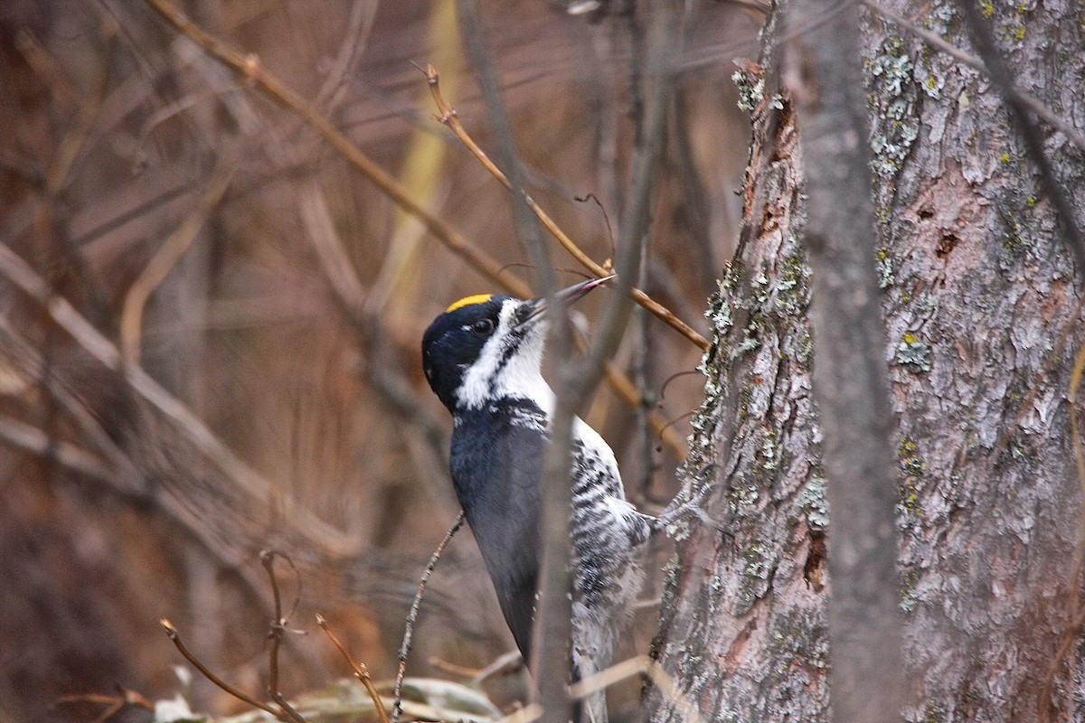Black-backed Woodpecker - ML39613951