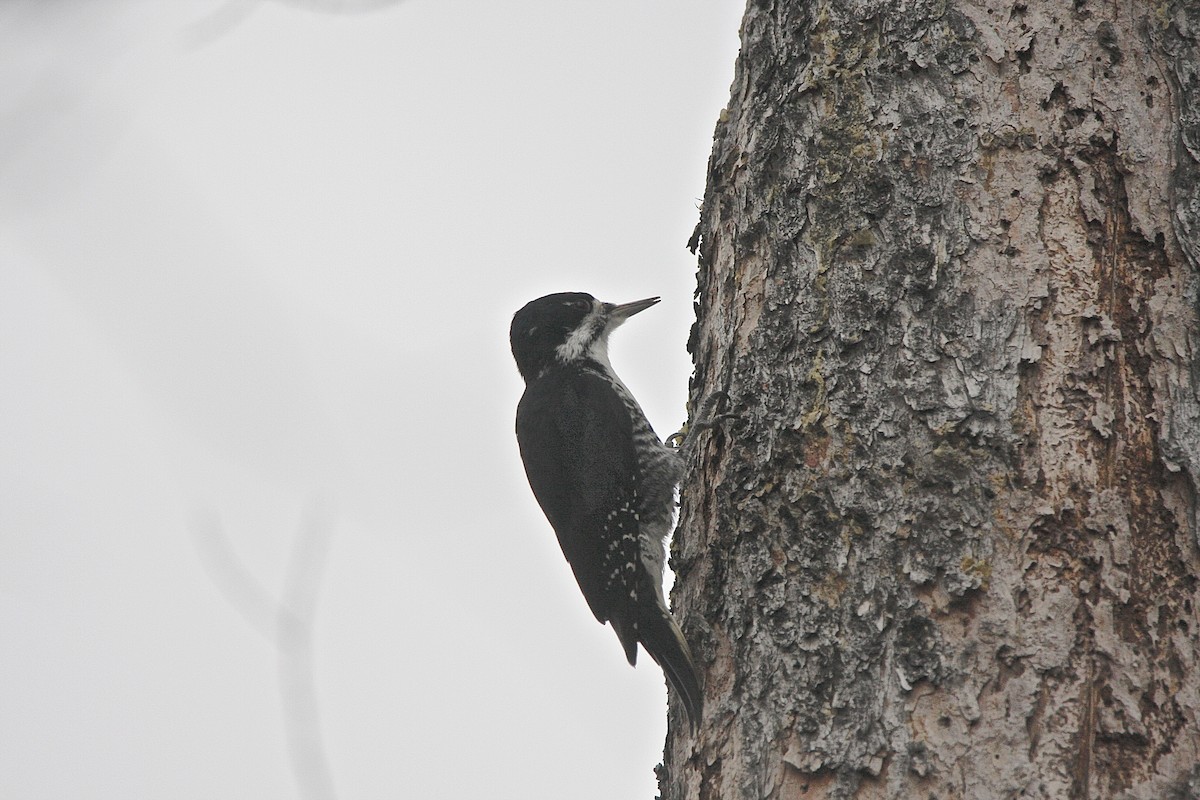 Black-backed Woodpecker - Bob Bidney