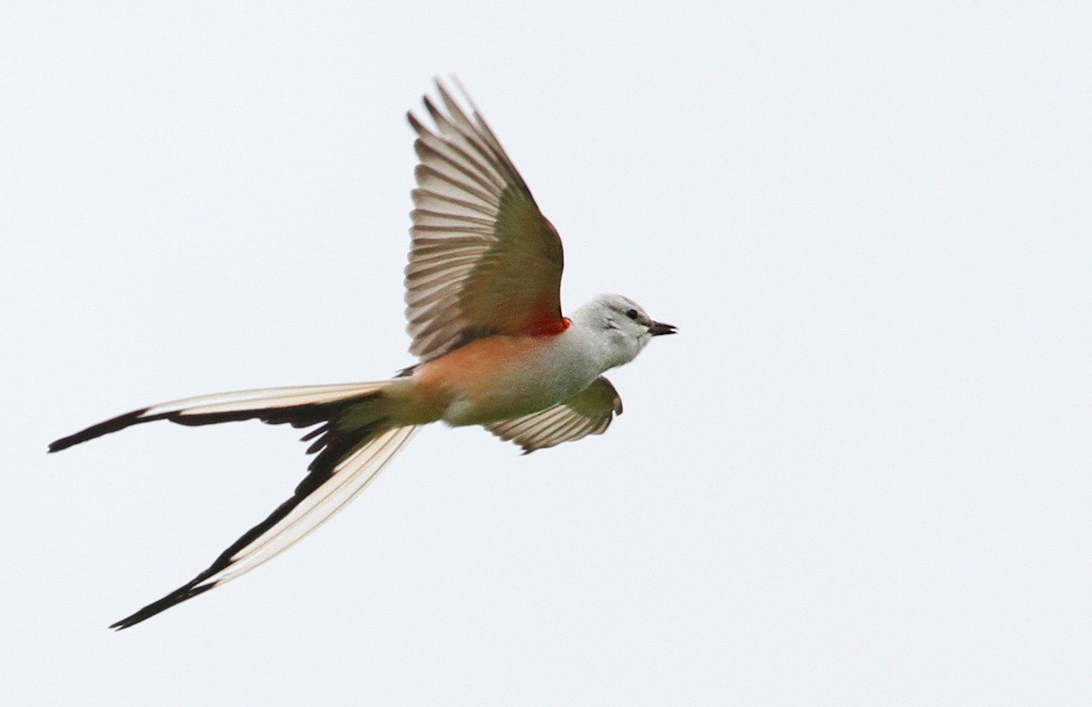 Scissor-tailed Flycatcher - Luke Seitz