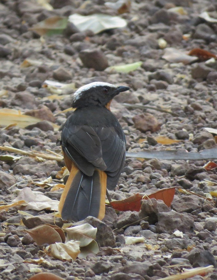 White-crowned Robin-Chat - ML396141901