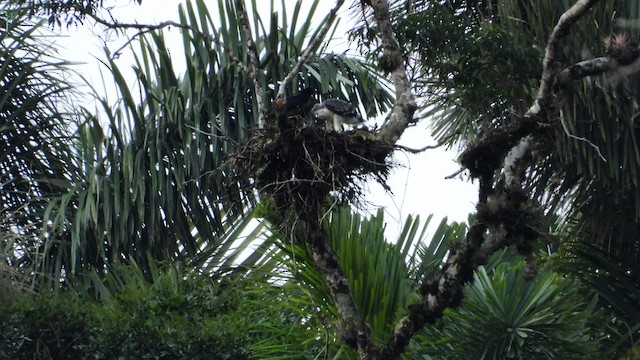 Juvenile at nest in&nbsp;Caquetá,&nbsp;Colombia - Black-and-chestnut Eagle - 