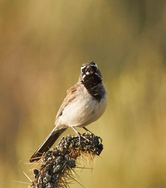 Black-throated Sparrow - ML396147701