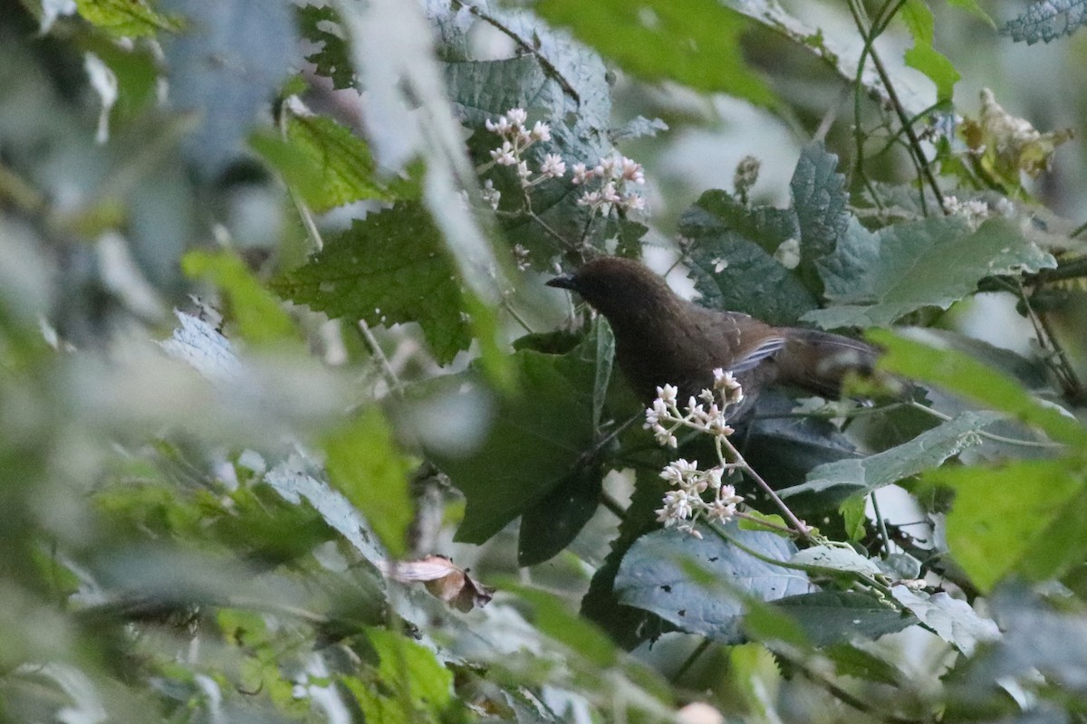 Brown-capped Laughingthrush - ML396148721