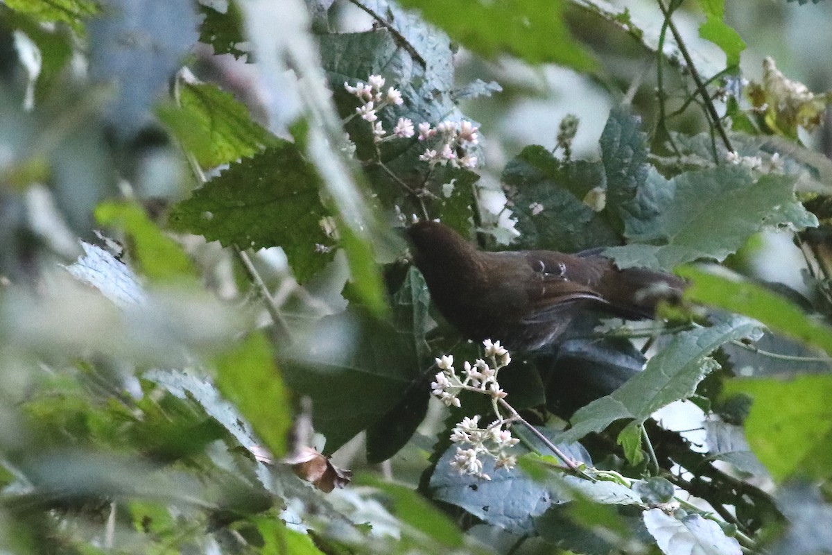 Brown-capped Laughingthrush - ML396149051