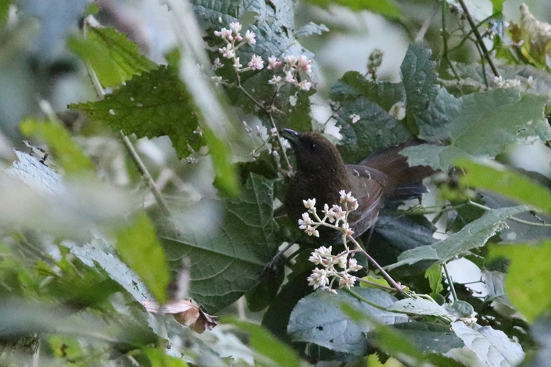 Brown-capped Laughingthrush - ML396149251