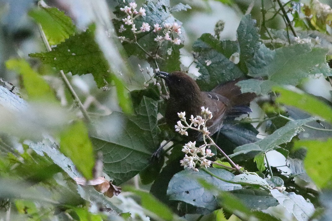 Brown-capped Laughingthrush - ML396149461