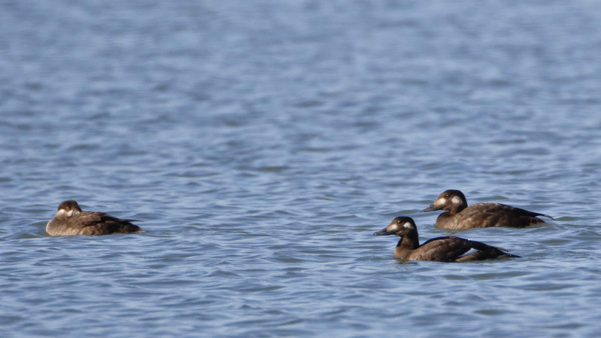 White-winged Scoter - Roger Dietrich