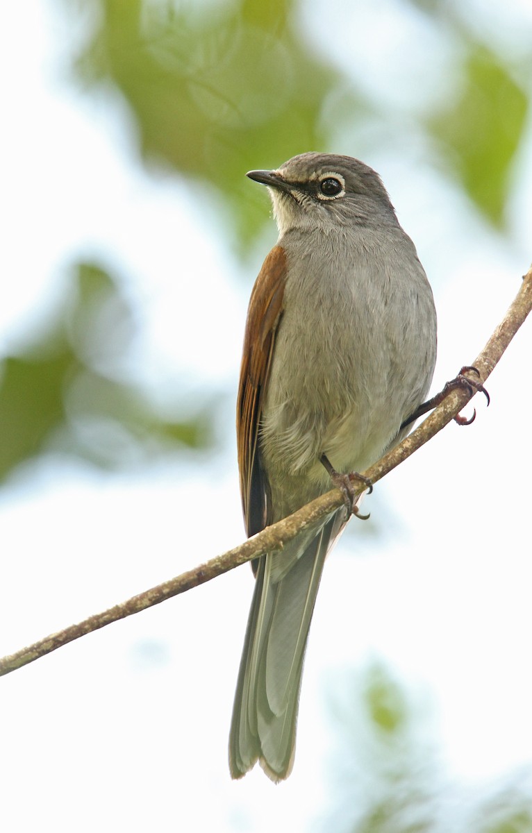 Brown-backed Solitaire - ML39615451