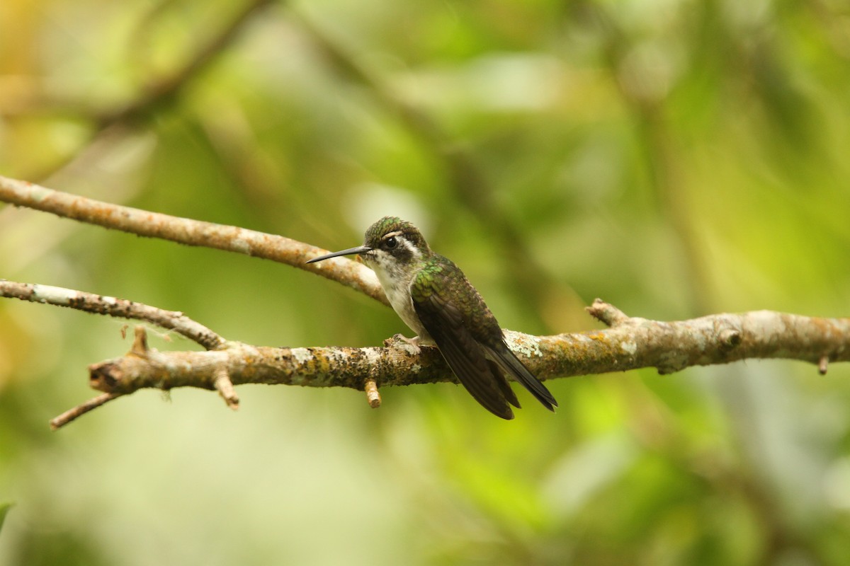 kolibřík salvadorský - ML39615471