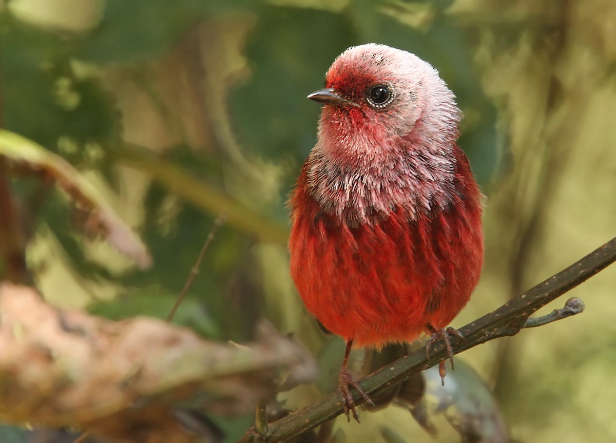 Pink-headed Warbler - Luke Seitz