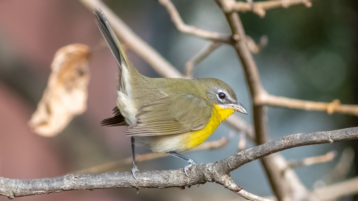 Yellow-breasted Chat - ML396157761
