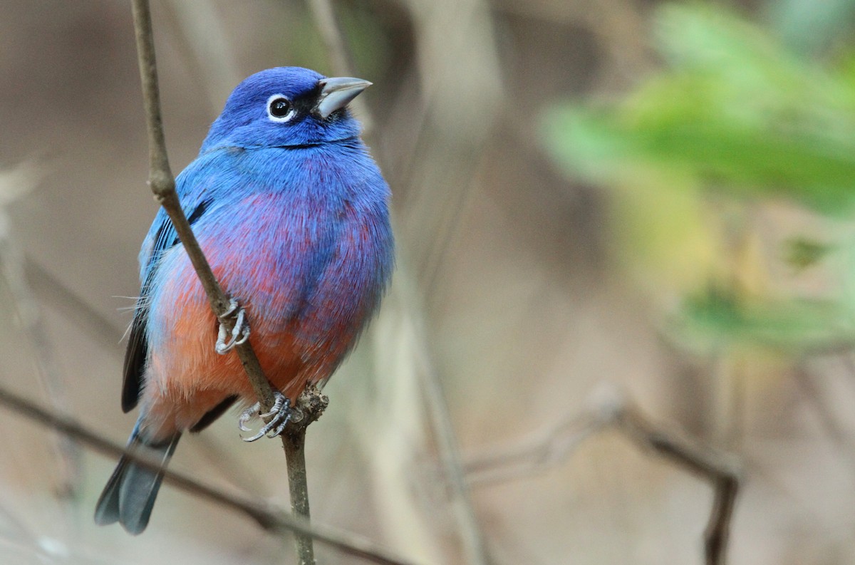 Rose-bellied Bunting - Anonymous