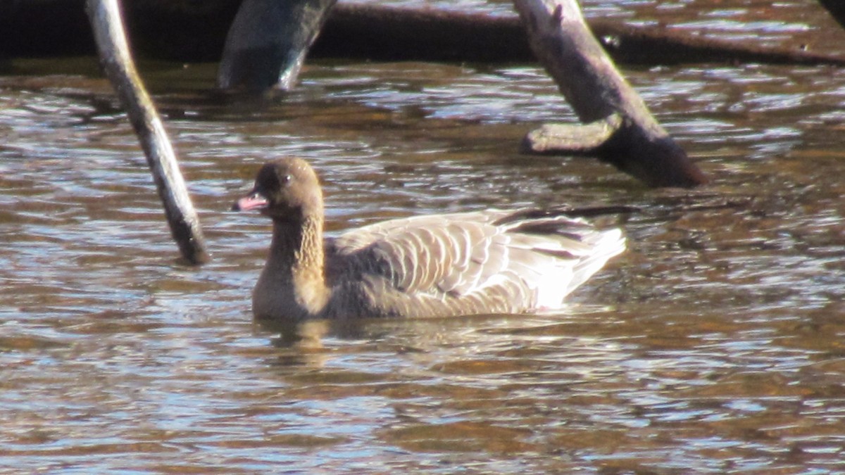 eBird Checklist 11 Nov 2016 Artichoke Reservoir 5 species
