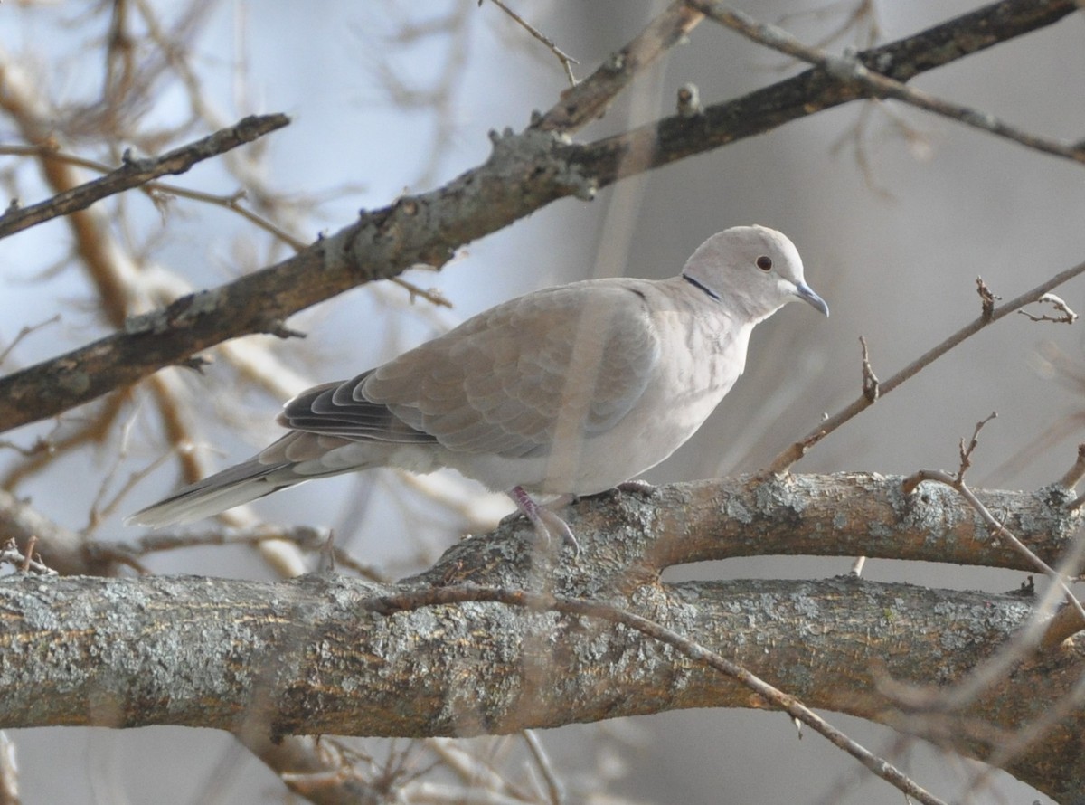 Eurasian Collared-Dove - Steven Pancol